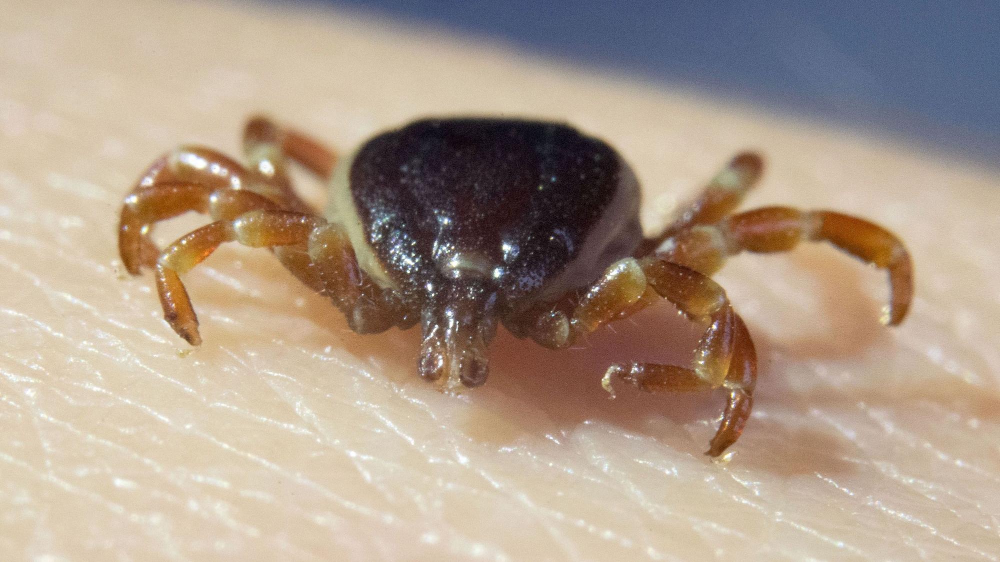 Eine tote Zecke „Hyalomma marginatum“ sitzt auf der Hand einer Doktorandin.
