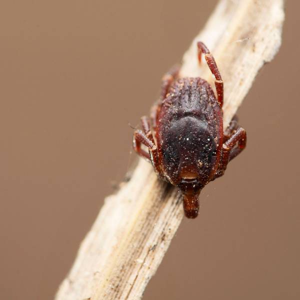 EIne Riesenzecke „Hyalomma marginatum“ sitzt auf einem Stück Holz.