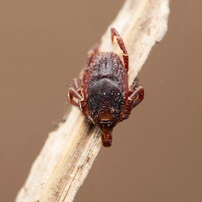 EIne Riesenzecke „Hyalomma marginatum“ sitzt auf einem Stück Holz.
