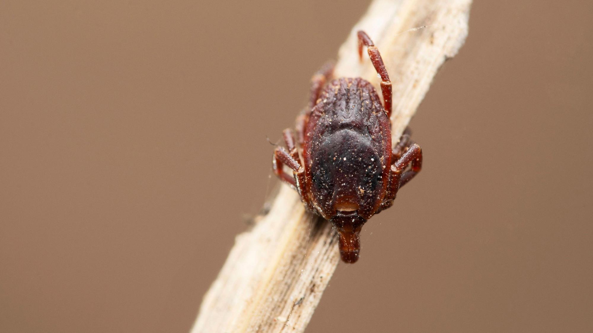 EIne Riesenzecke „Hyalomma marginatum“ sitzt auf einem Stück Holz.