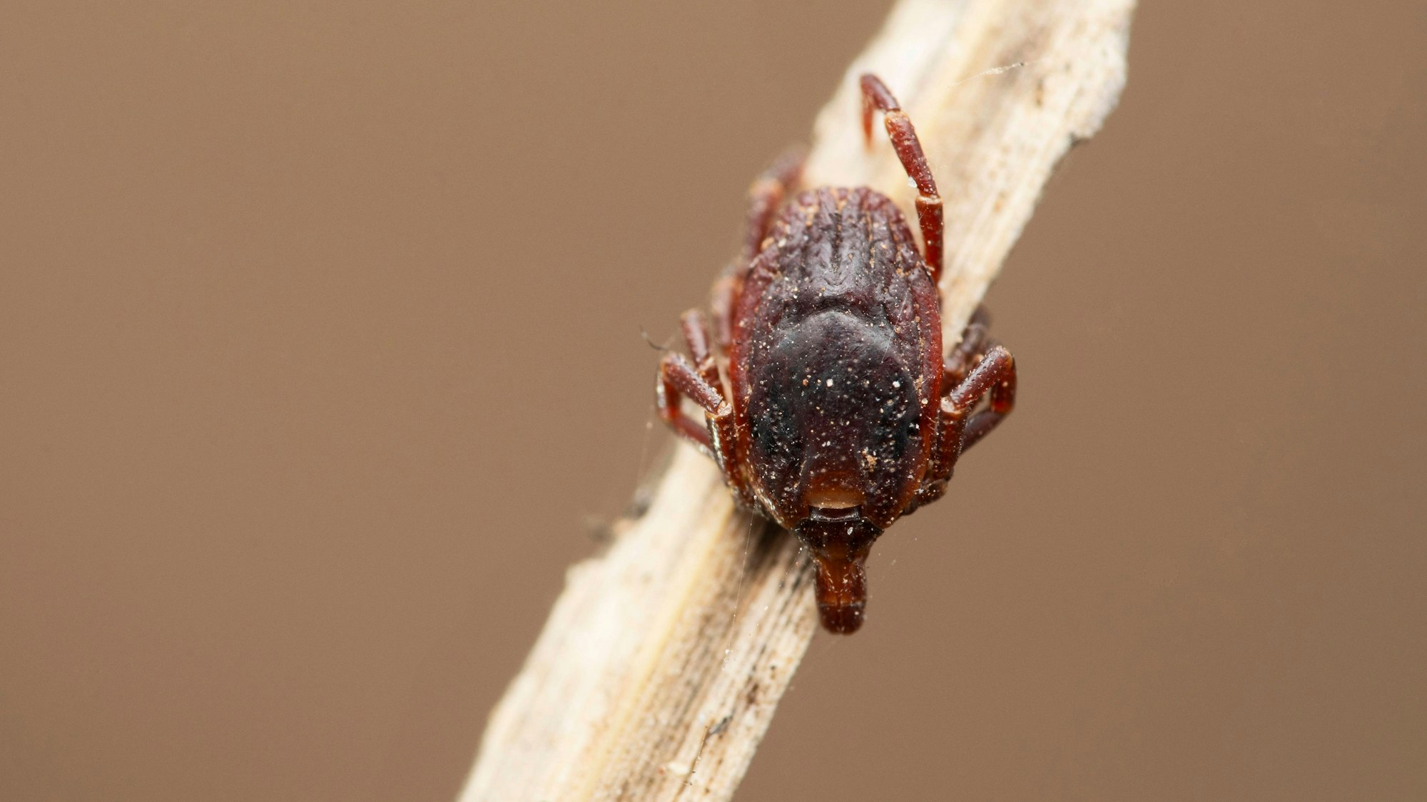 EIne Riesenzecke „Hyalomma marginatum“ sitzt auf einem Stück Holz.