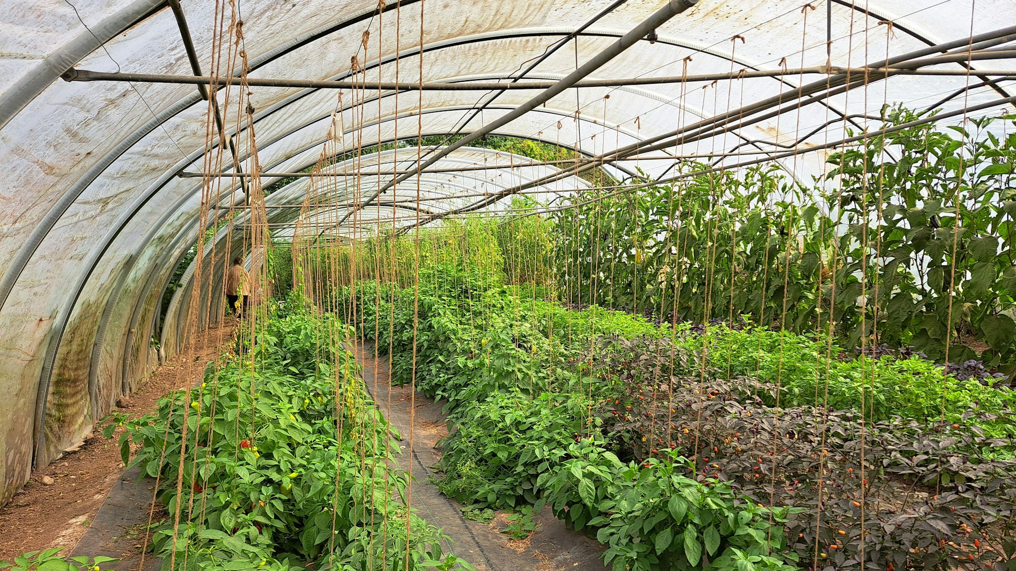 Gemüsepflanzen ranken an Schnüren empor, die von der Decke des Gewächshauses gespannt sind.