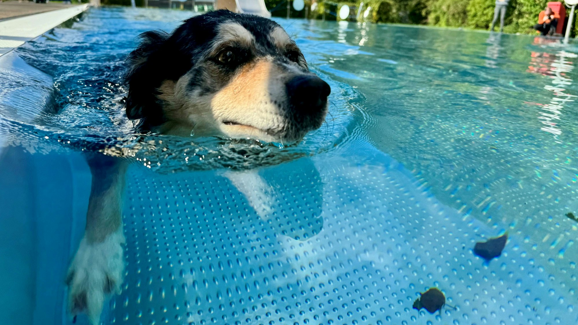 Ein Hund schwimmt im Wasser.