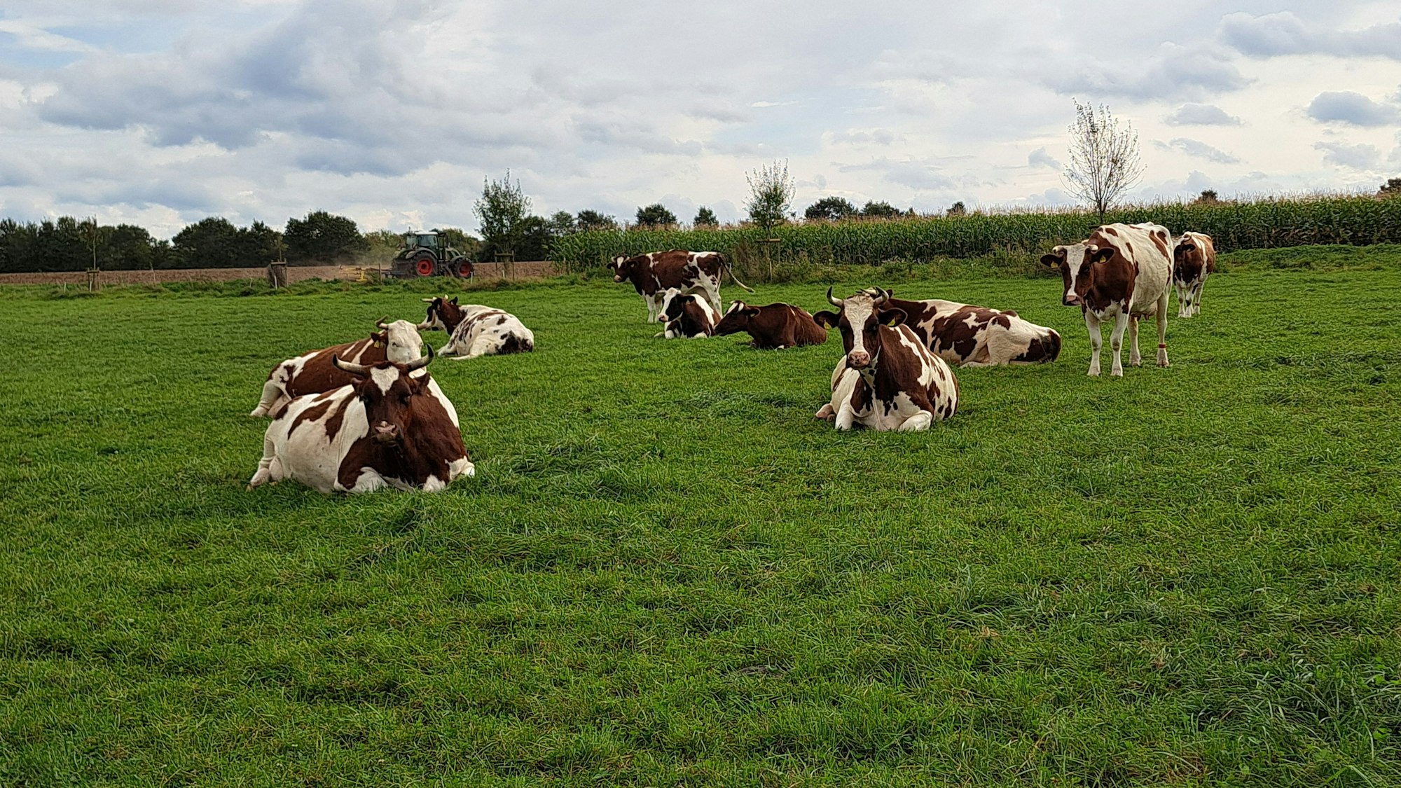 Eine Herde braun-weiß gefleckter Kühe liegt und steht auf einer Wiese.