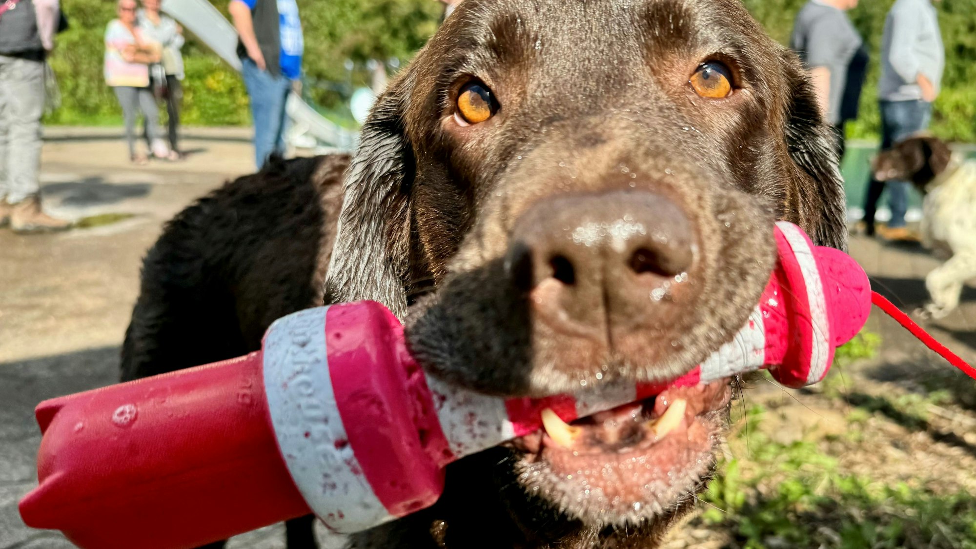 Eine braune Labrador-Hündin trägt einen roten Gummileuchtturm.