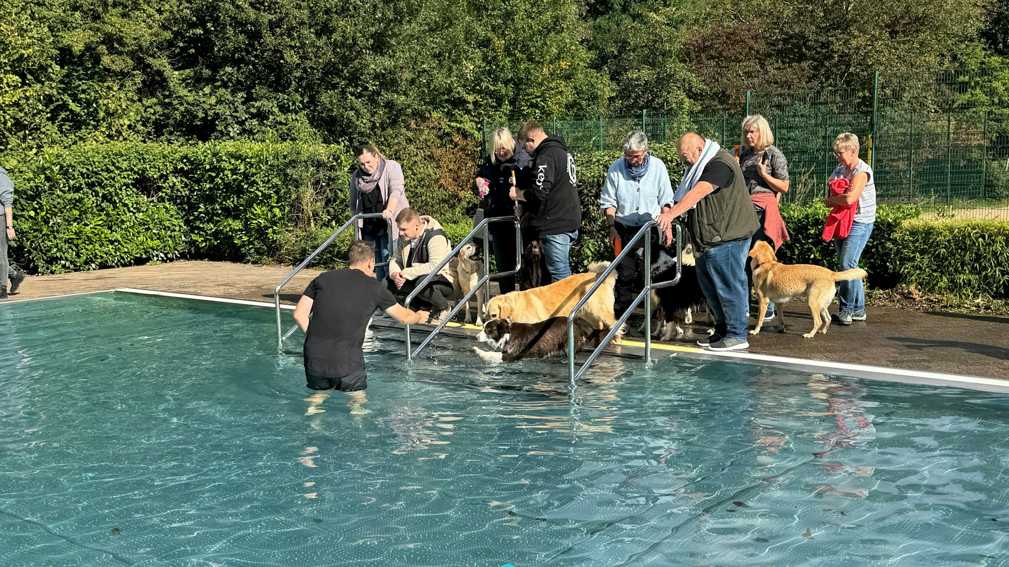 Ein Mann steht in Shorts und T-Shirt im Wasser eines Schwimmbeckens und lockt Hunde, die an der Einstiegstreppe stehen.