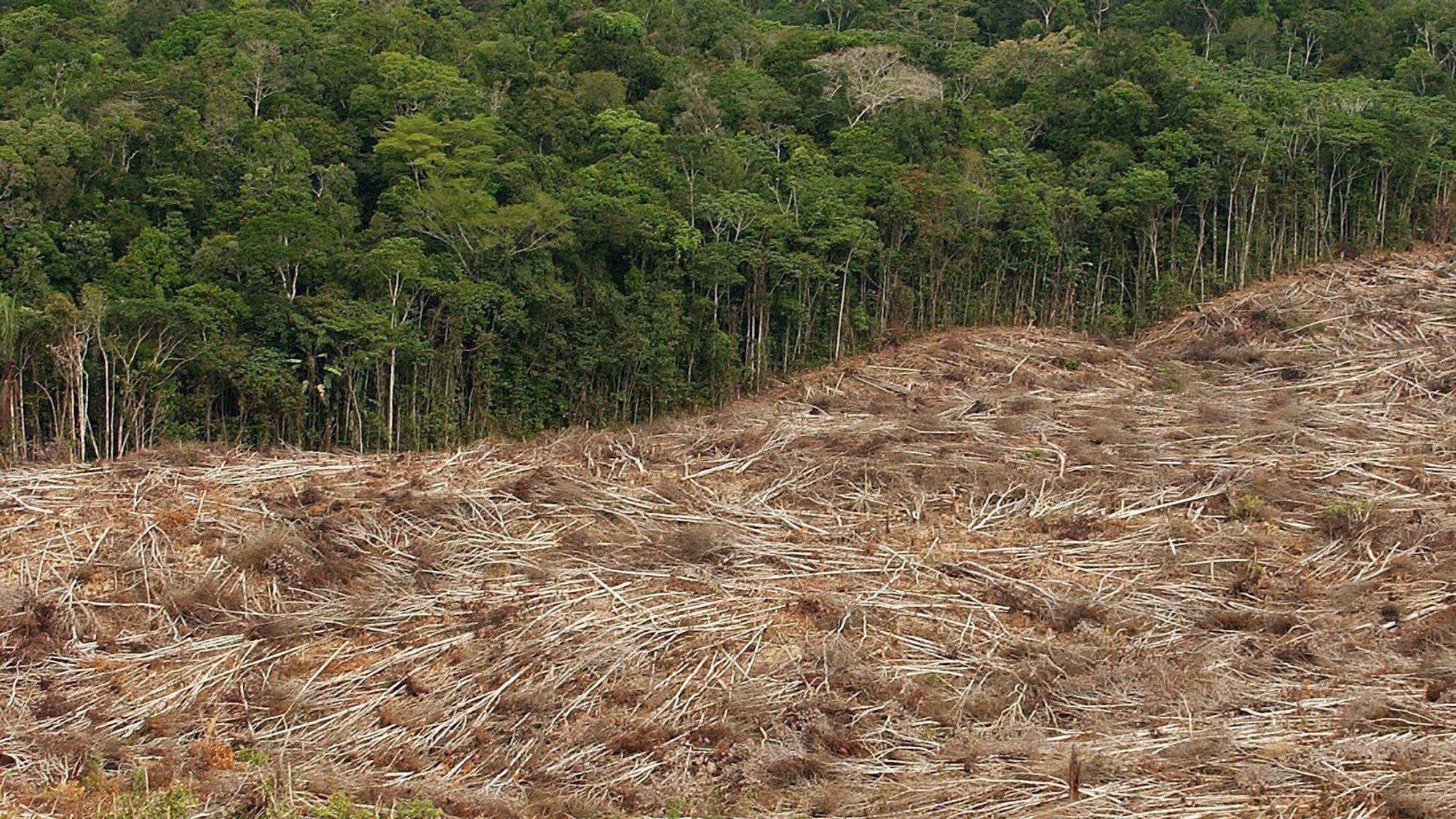 Abholzung des Regenwalds im Amazonasgebiet in Brasilien.