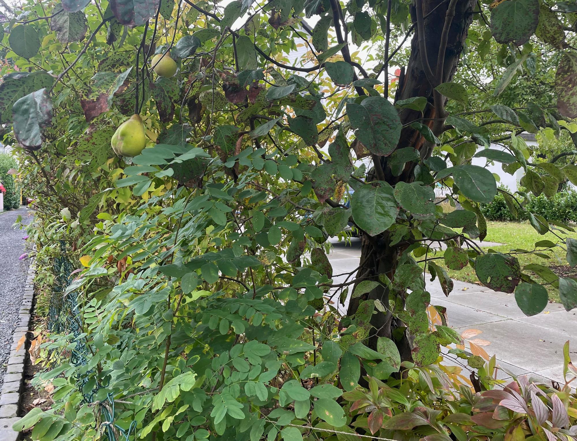 Ein Quittenbaum steht direkt an einem Zaun. Manche Früchte ragen darüber.