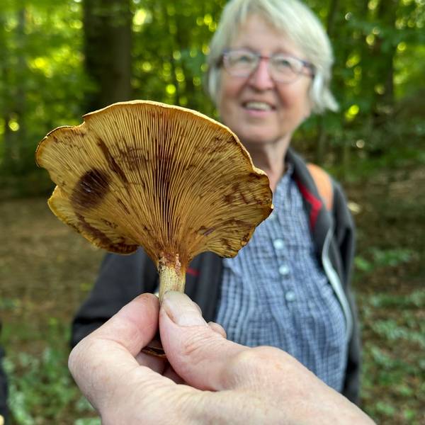 Eine Frau hält einen großen Lamellenpilz in der Hand.
