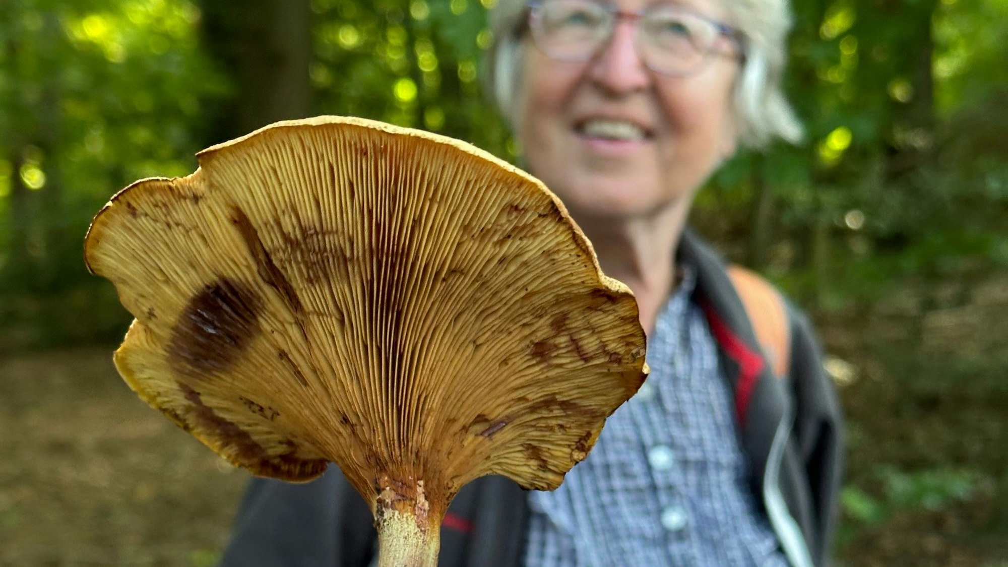 Eine Frau hält einen großen Lamellenpilz in der Hand.