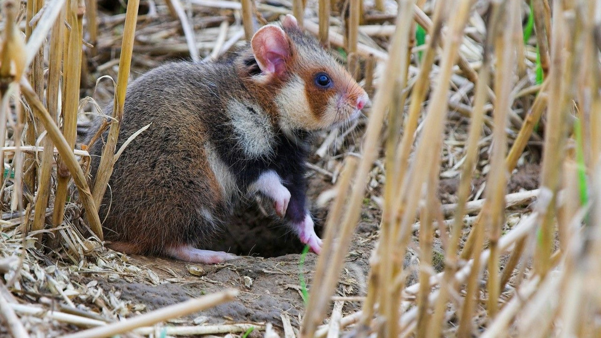 Feldhamster auf einem Acker in Rommerskirchen