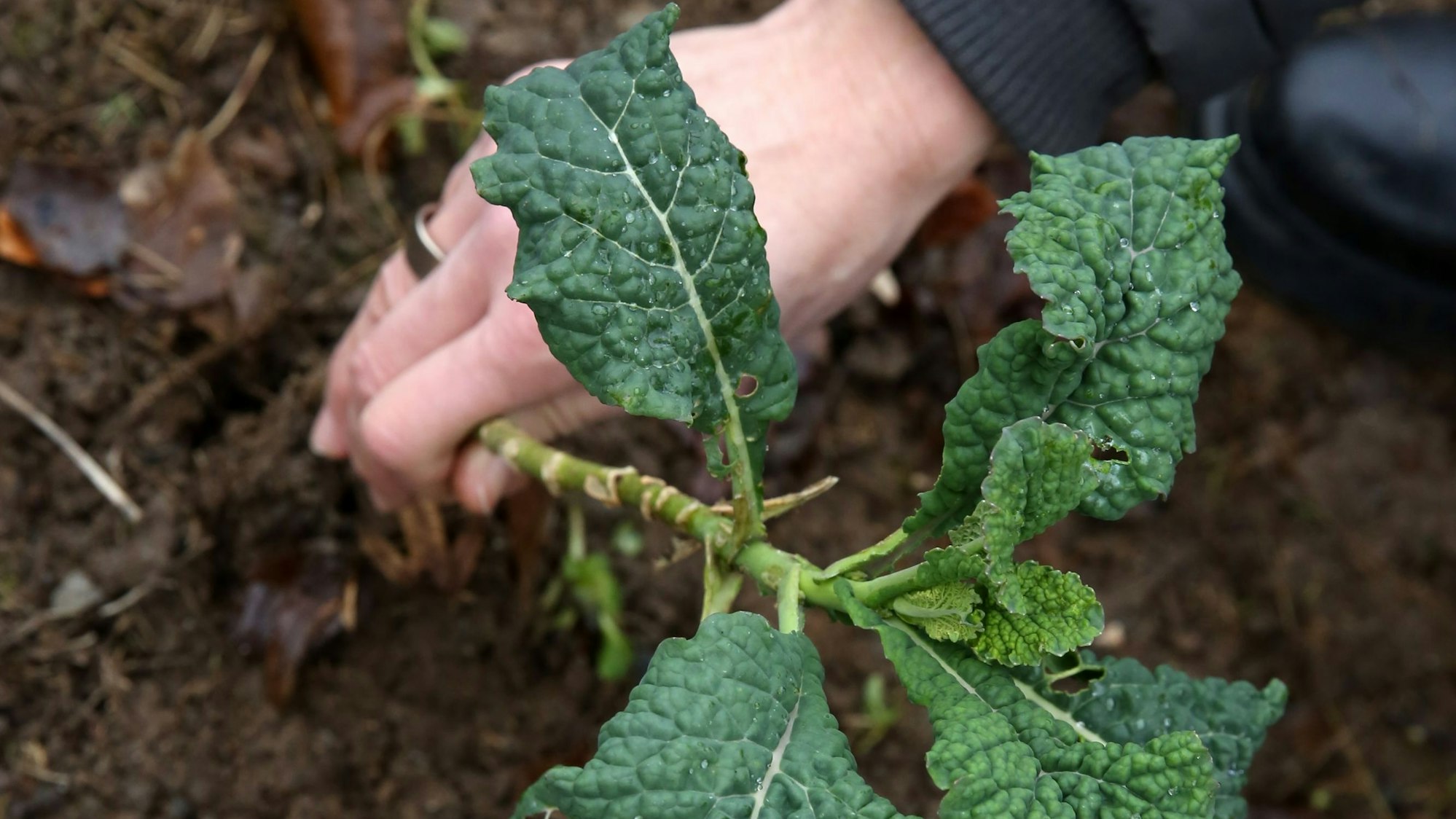Jemand erntet Grünkohl in einem Garten.