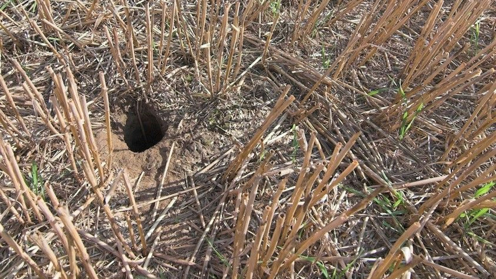 Feldhamsterbau in Rommerskirchen.