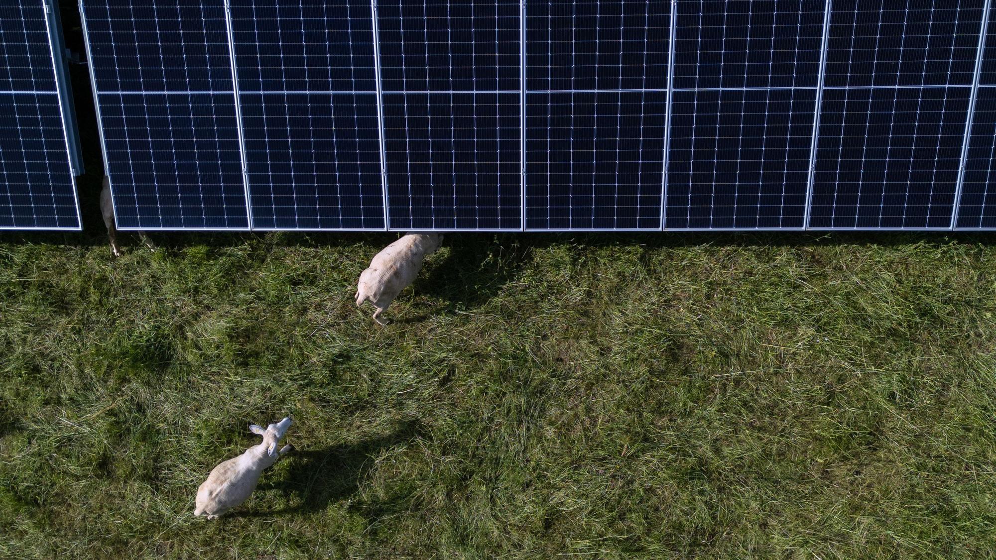 Schafe grasen im Solarpark Gickelfeld zwischen Solarpaneelen.