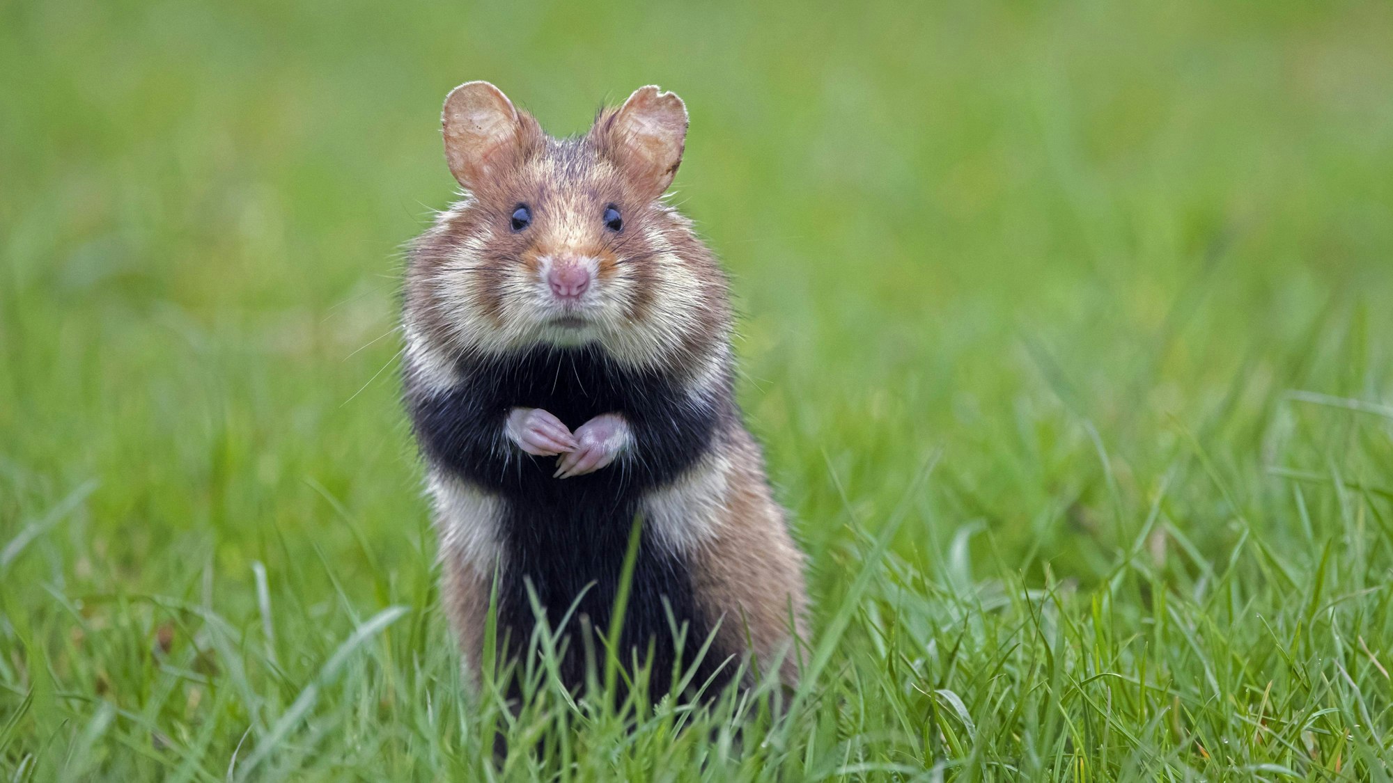 Der Feldhamster war in NRW fast ausgestorben.