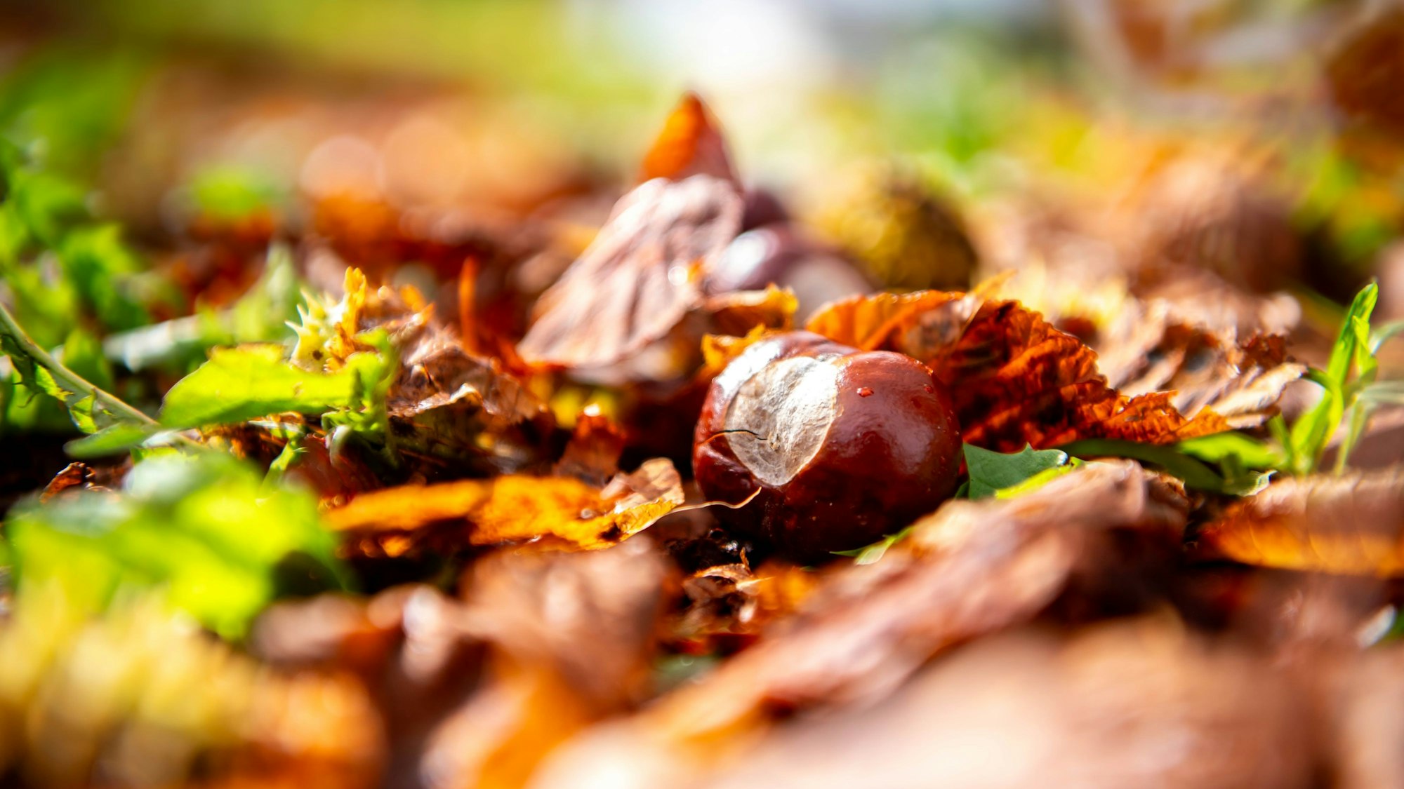 Kastanien liegen im Herbstlaub auf dem Boden.