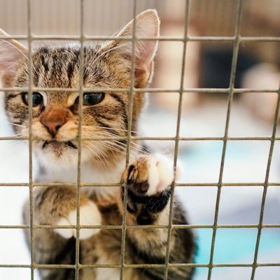 Eine Katze steht am Gitter eines Käfigs.