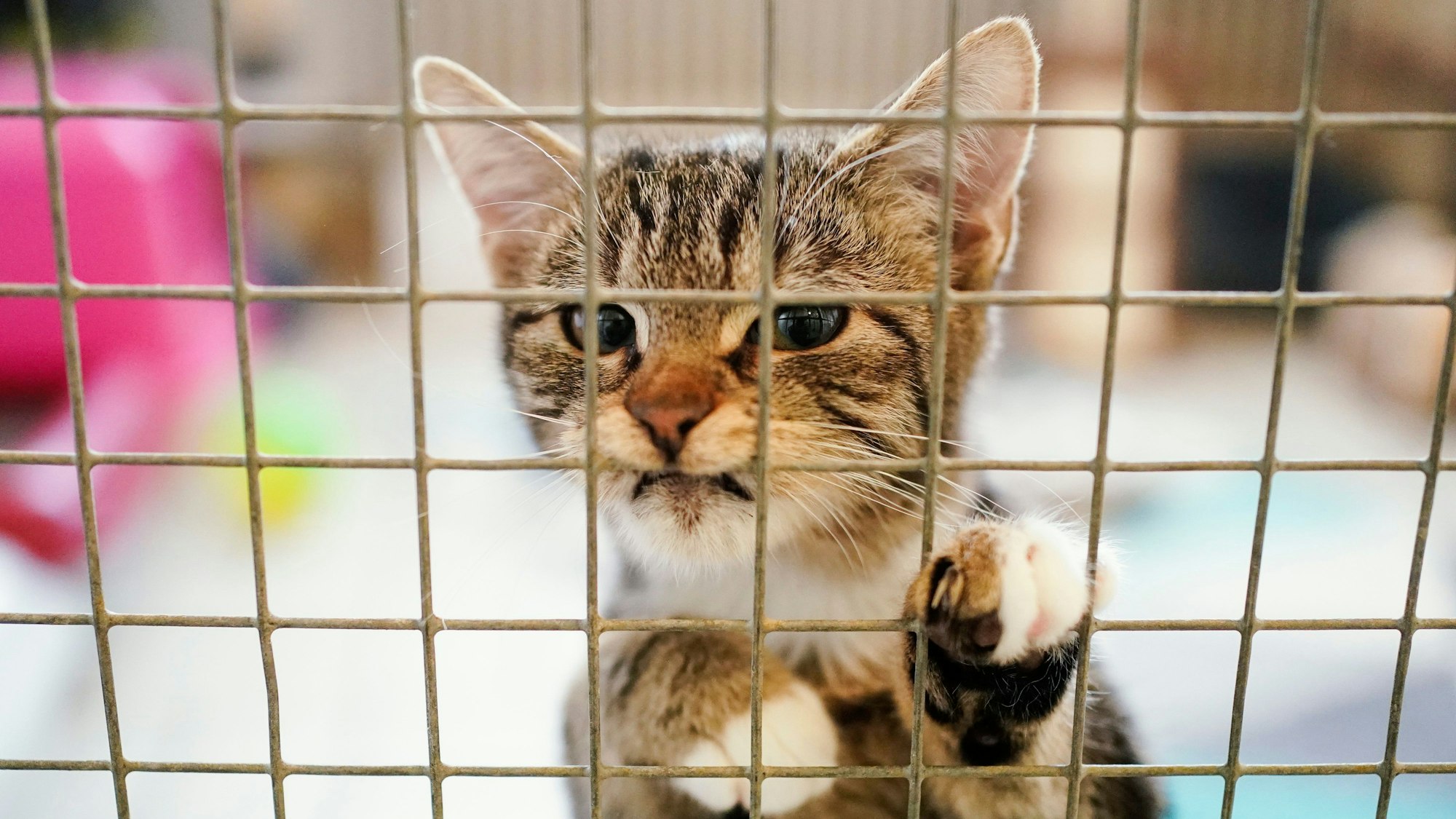 Eine Katze steht am Gitter eines Käfigs.