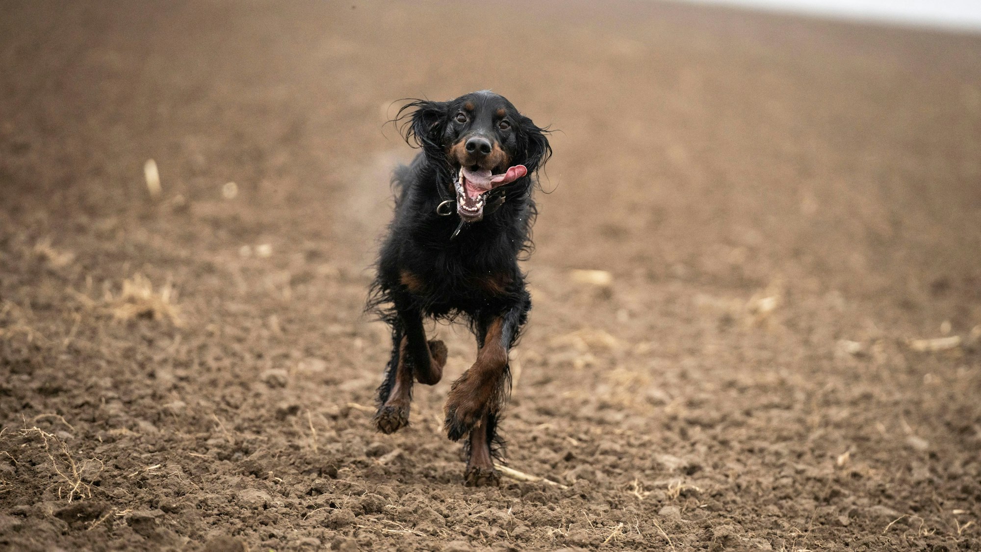 Ein Hund, der apportiert, rennt in Richtung der Kamera.