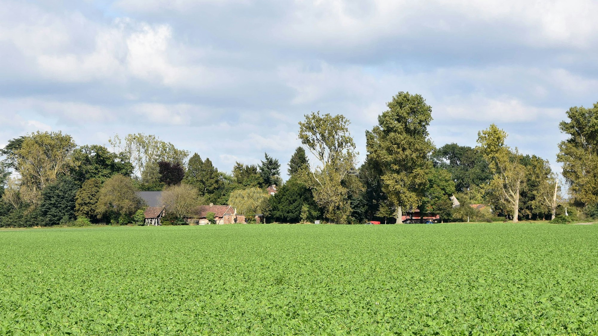 Das Bild zeigt eine grünes Feld vor einem Bauernhof