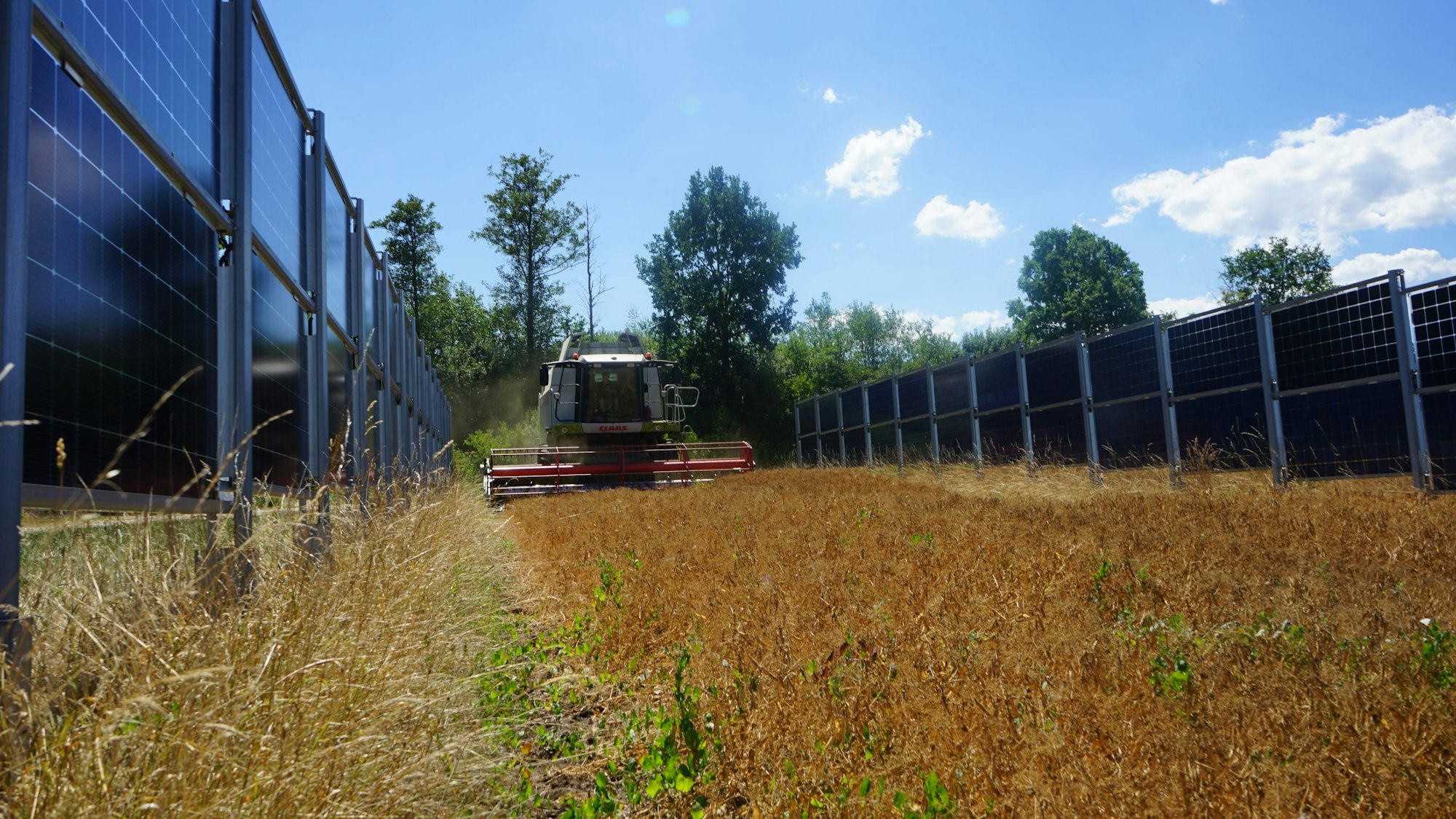 Ein Traktor fährt durch zwei Reihen einer vertikalen Agri-PV-Anlage auf einem Feld. Eine derartige Anlage soll 2026 auch in Zülpich gebaut werden.