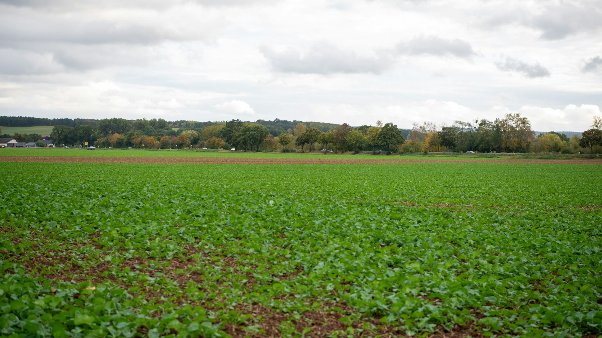 Grüne Pflanzen wachsen auf einem Acker an der B56 bei Zülpich.