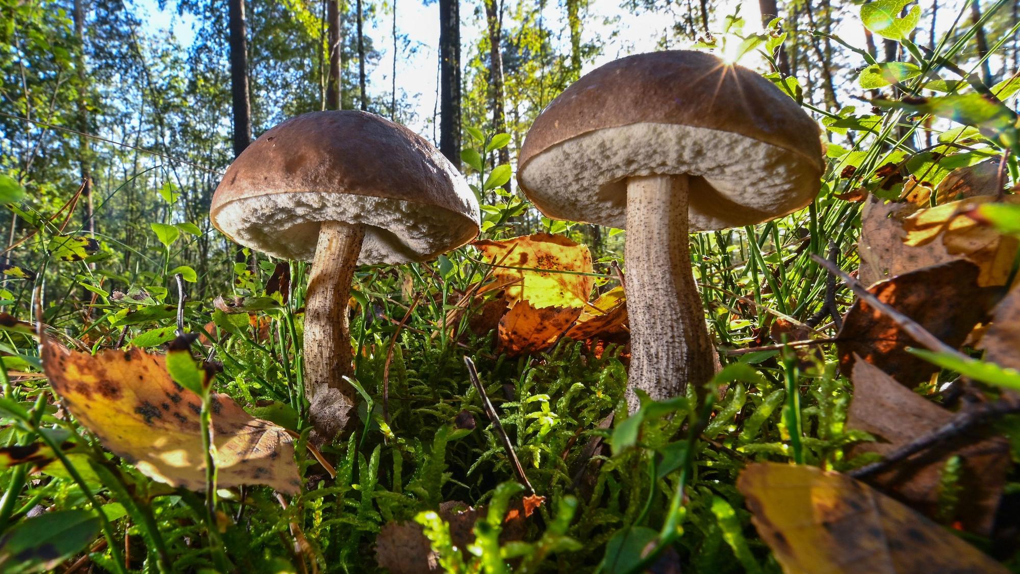 Pilze sind wichtig für unser Ökosystem: Sie speichern Wasser und geben Bäumen Nährstoffe.