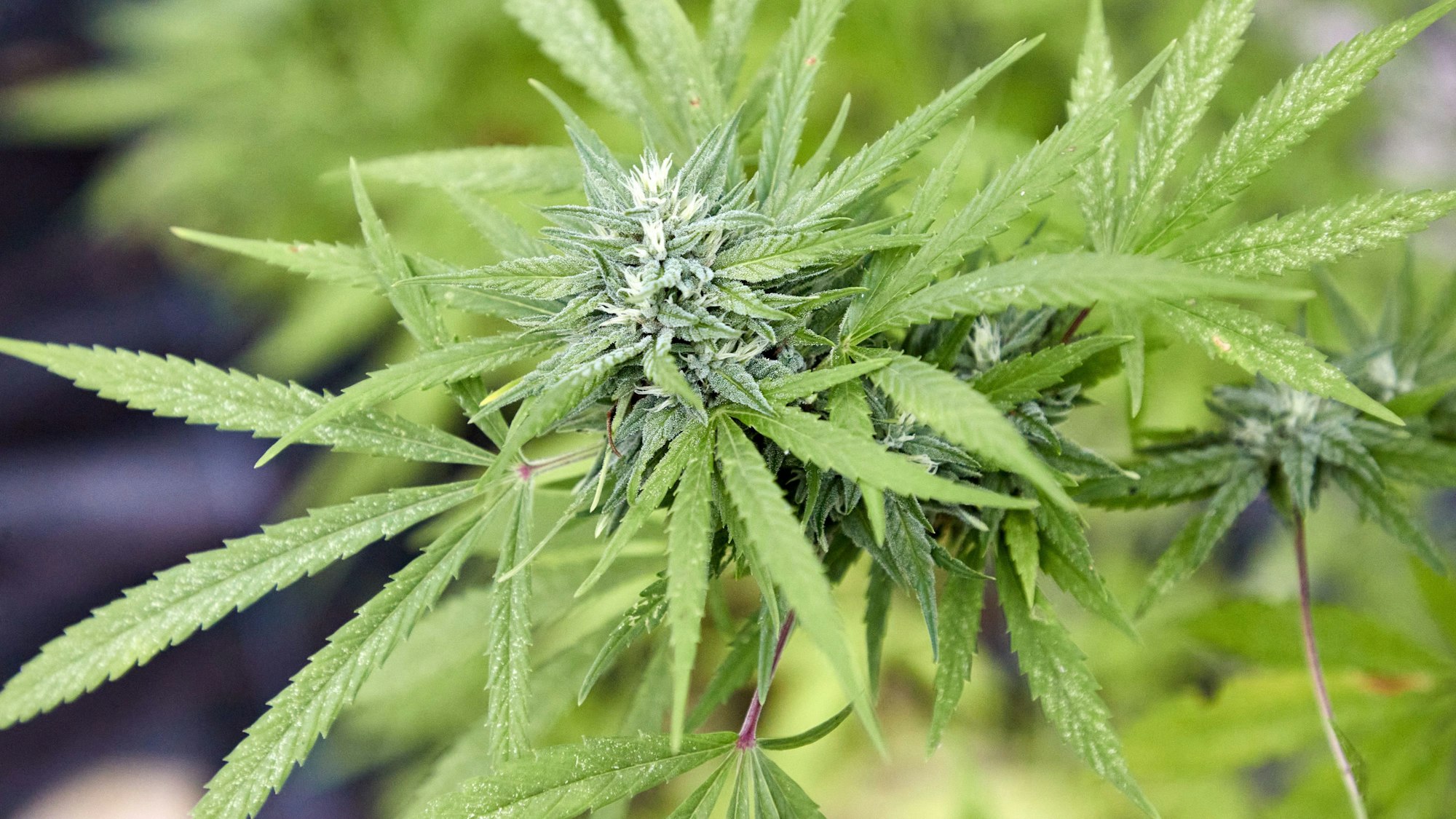 Die Cannabisplantage, auf die die Polizei stieß, wurde offensichtlich professionell betrieben (Symbolbild).