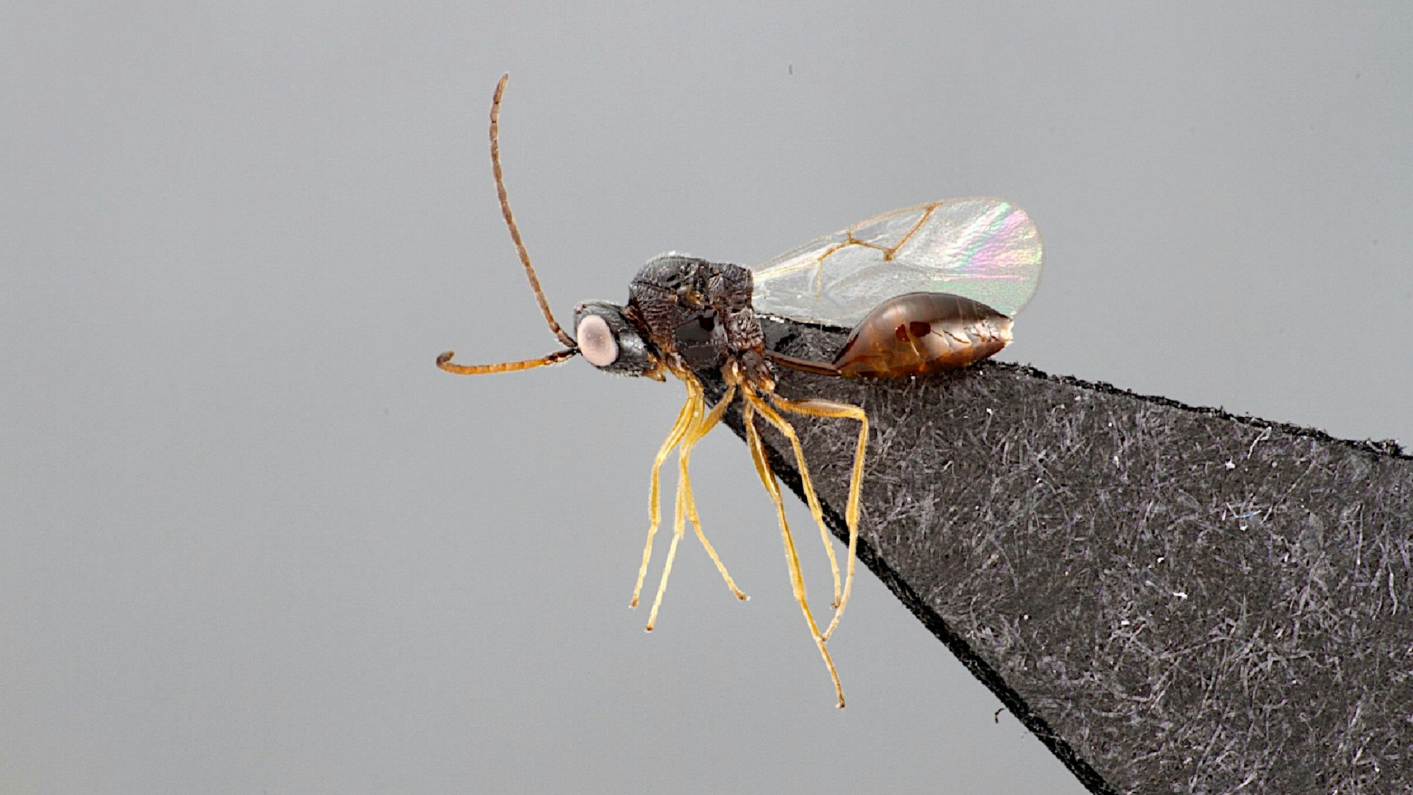 Die drei Millimeter lange, bislang unbekannte Wespenart Anacharis martinae haben Forscher im Nationalpark Kellerwald-Edersee entdeckt.