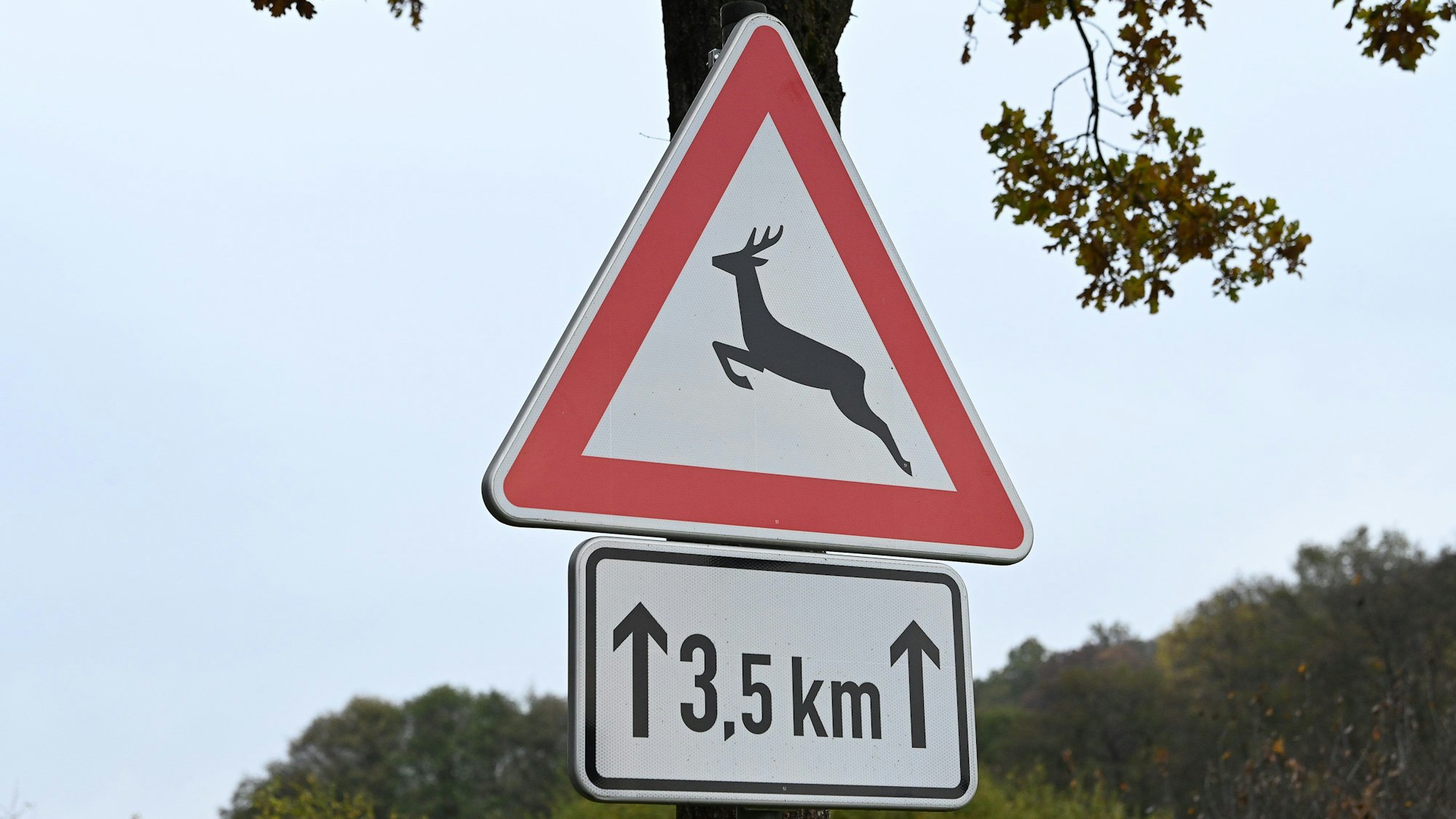 Ein Verkehrszeichen "Vorsicht Wildwechsel" steht an einer Landstraße.