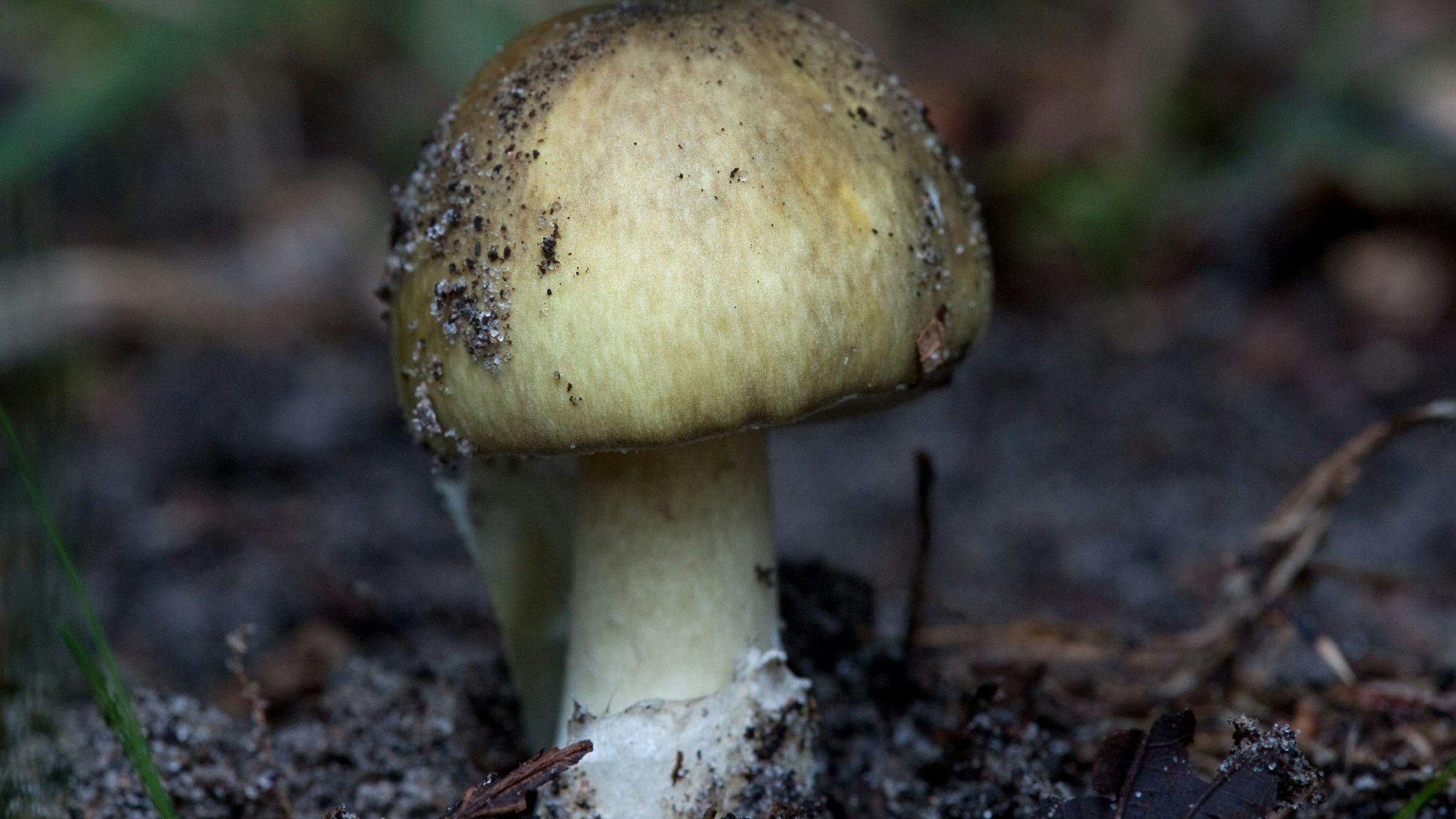 Grüner Knollenblätterpilz auf dem Waldboden.