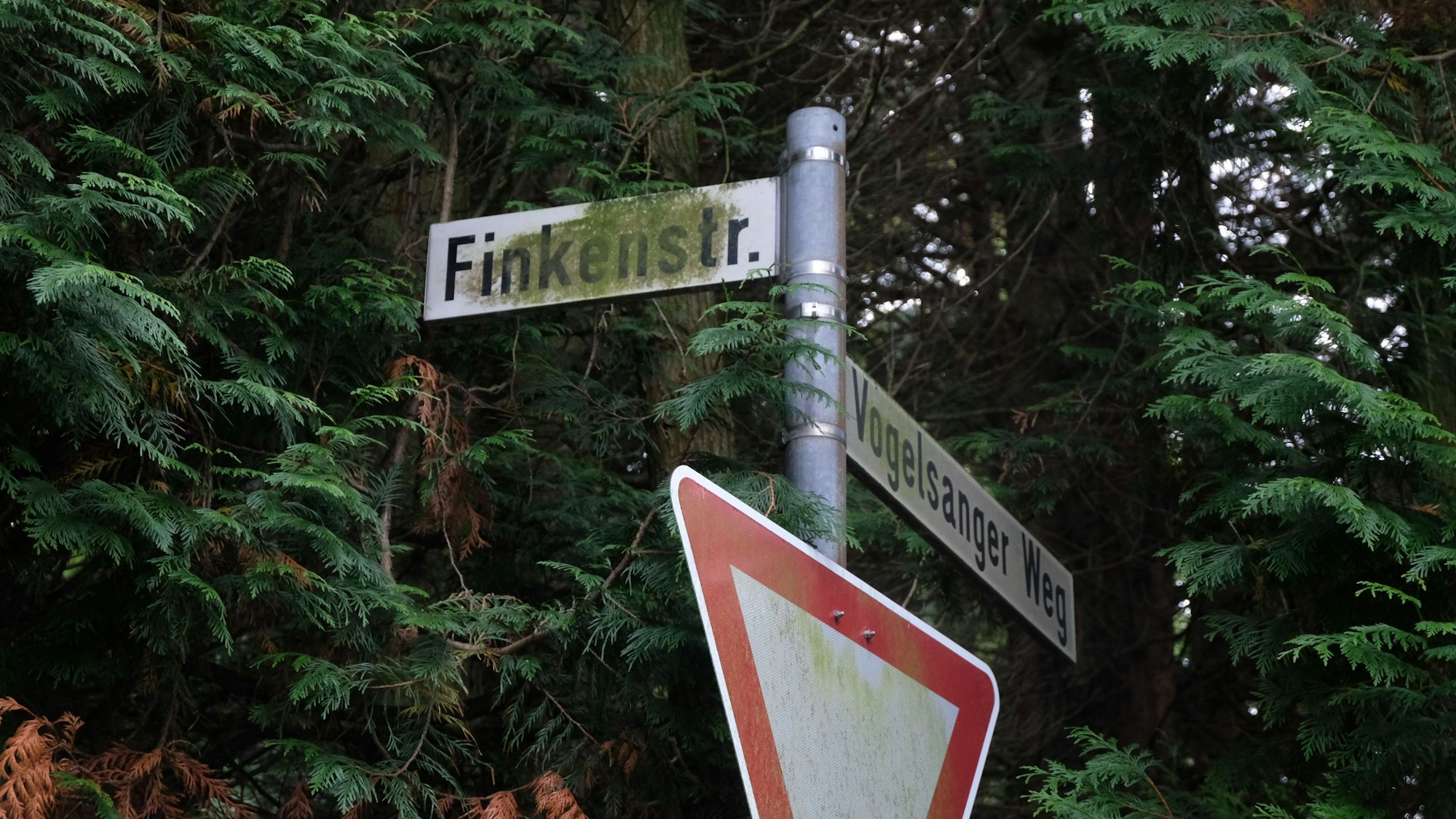 Auch der Namen "Finkenstraße" ist noch lesbar, aber mit einem dichten grünen Belag versehen.