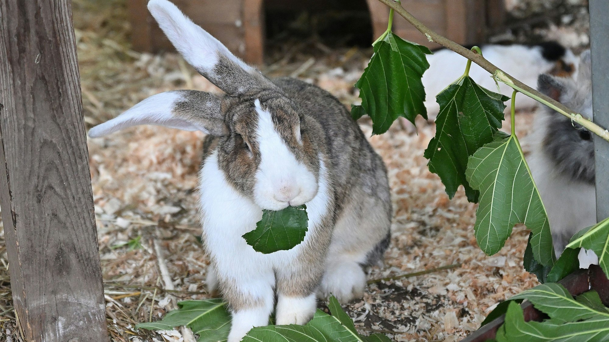 Ein geschecktes Kaninchen mümmelt an einem grünen Blatt.