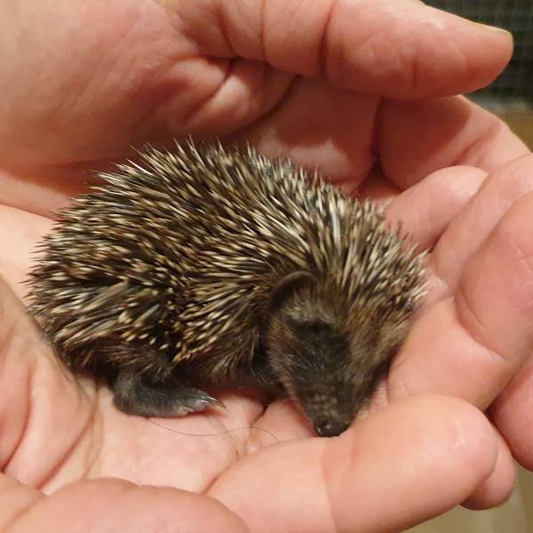 Igel Winnie wog nur 69 Gramm, als er bei den Igel-Helfern abgegeben wurde.