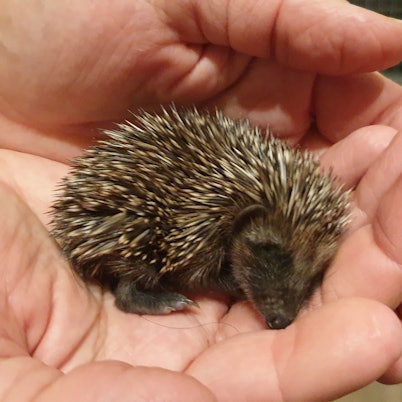 Igel Winnie wog nur 69 Gramm, als er bei den Igel-Helfern abgegeben wurde.