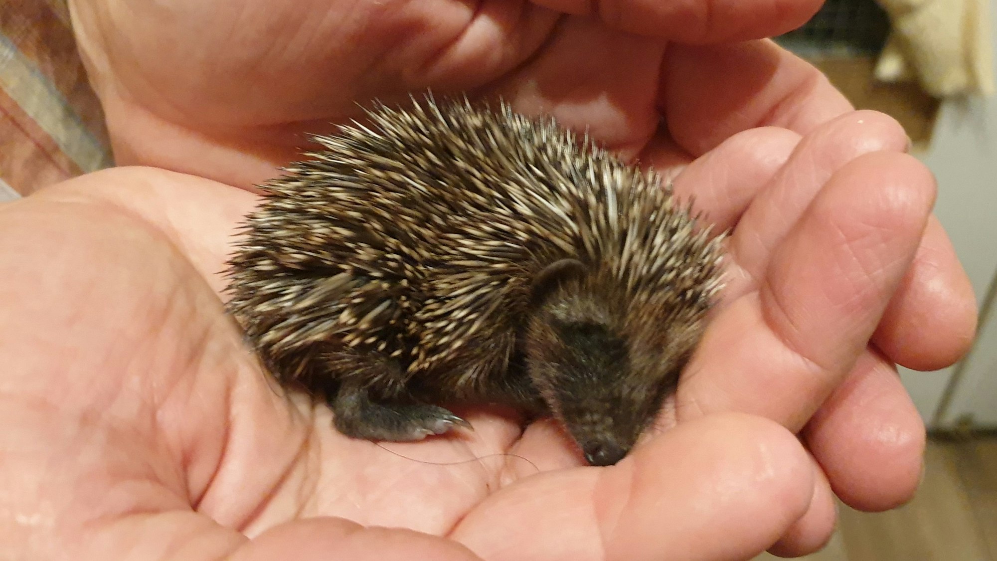 Igel Winnie wog nur 69 Gramm, als er bei den Igel-Helfern abgegeben wurde.