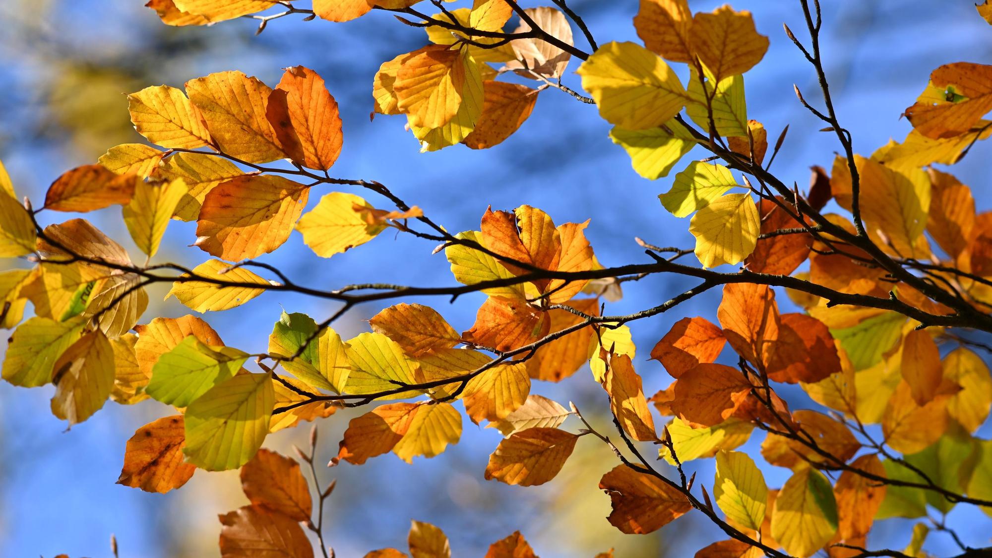 Buntes Herbstlaub.