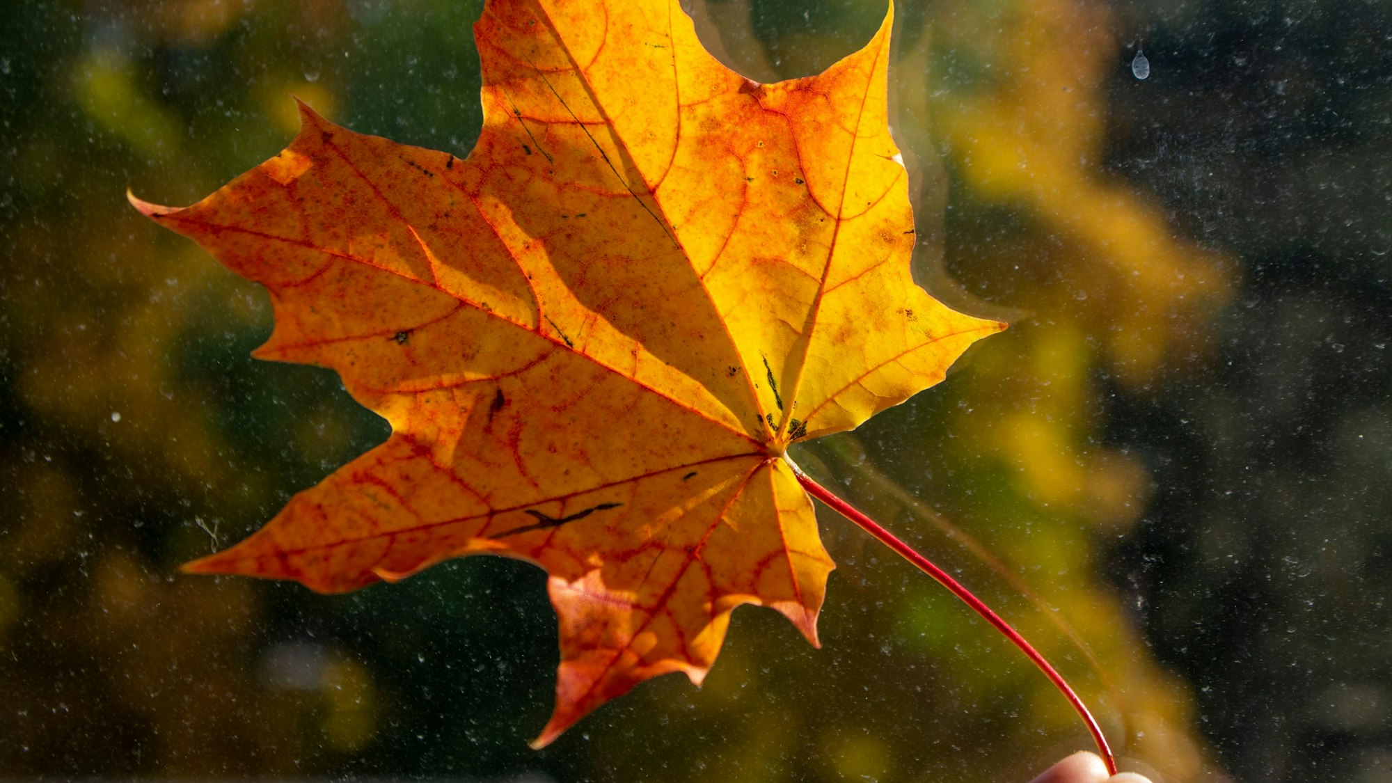 Ein orange-gelb verfärbtes Blatt eines Spitz-Ahorn im Gegenlicht.