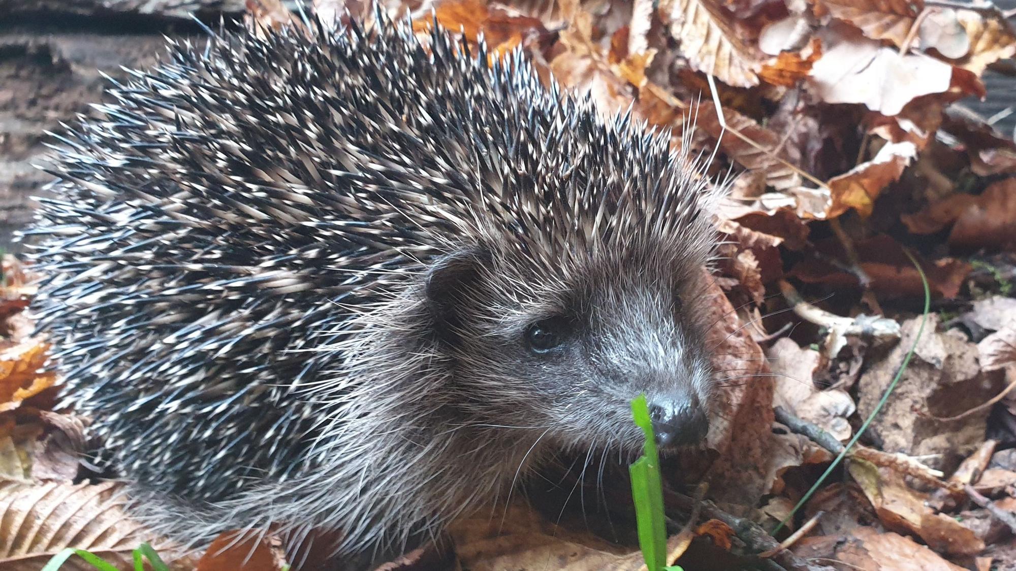 Igelin Frieda liebt wilde Gärten.