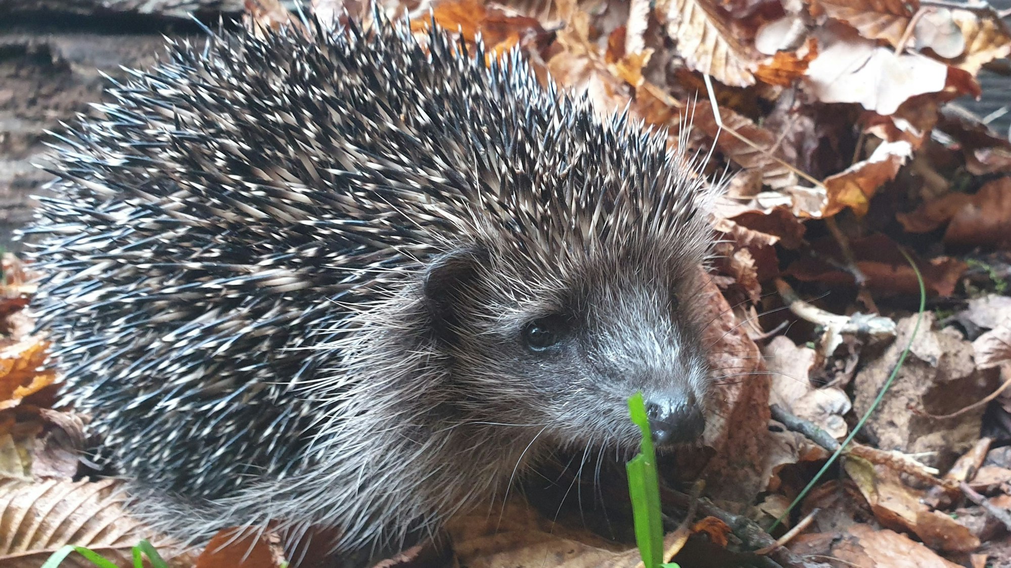 Igelin Frieda liebt wilde Gärten.
