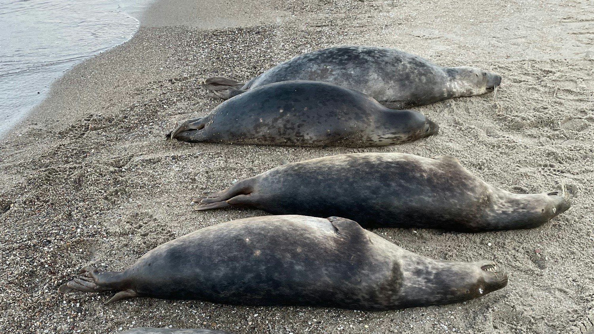 Auf diesem vom Biosphärenreservatsamt Südost-Rügen zur Verfügung gestellten Bild sind tot aufgefundene Robben an der Ostküste der Halbinsel Mönchgut auf Rügen zu sehen.