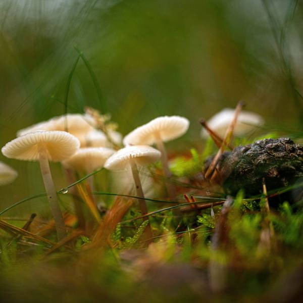 Weiße Pilze wachsen auf einer Wiese.