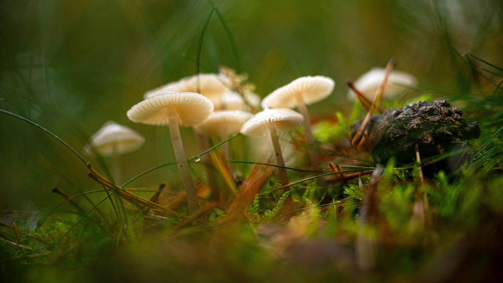 Weiße Pilze wachsen auf einer Wiese.