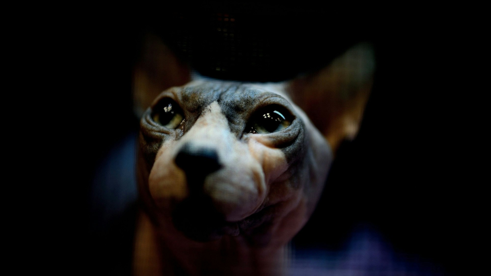 Sowohl Sphynx-Katzen (Archivfoto) als auch die Rasse der Scottish Fold leiden unter schweren Gendefekten und gelten als Qualzuchten.