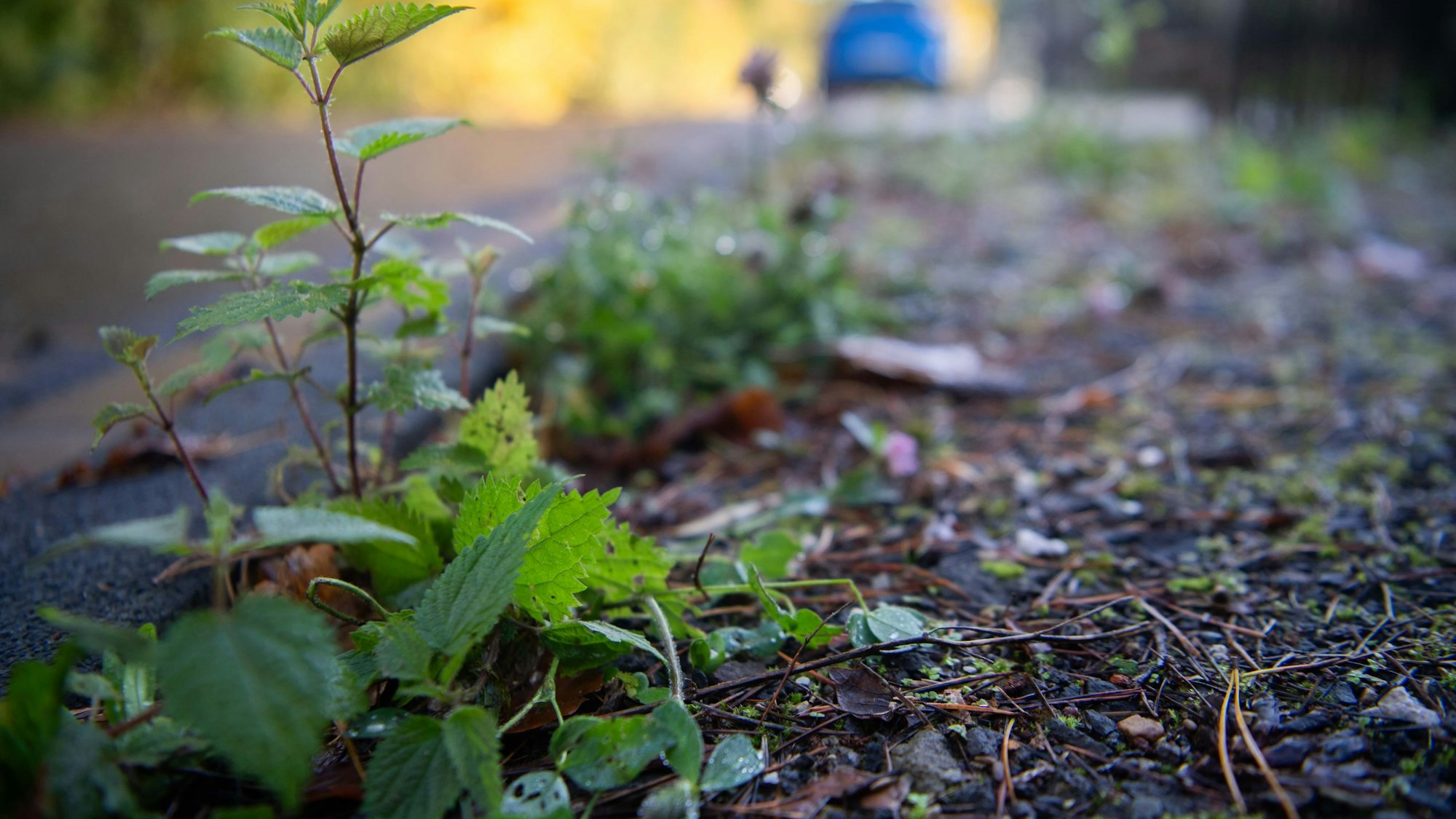 Das Bild zeigt Unkraut am Fichtenweg.