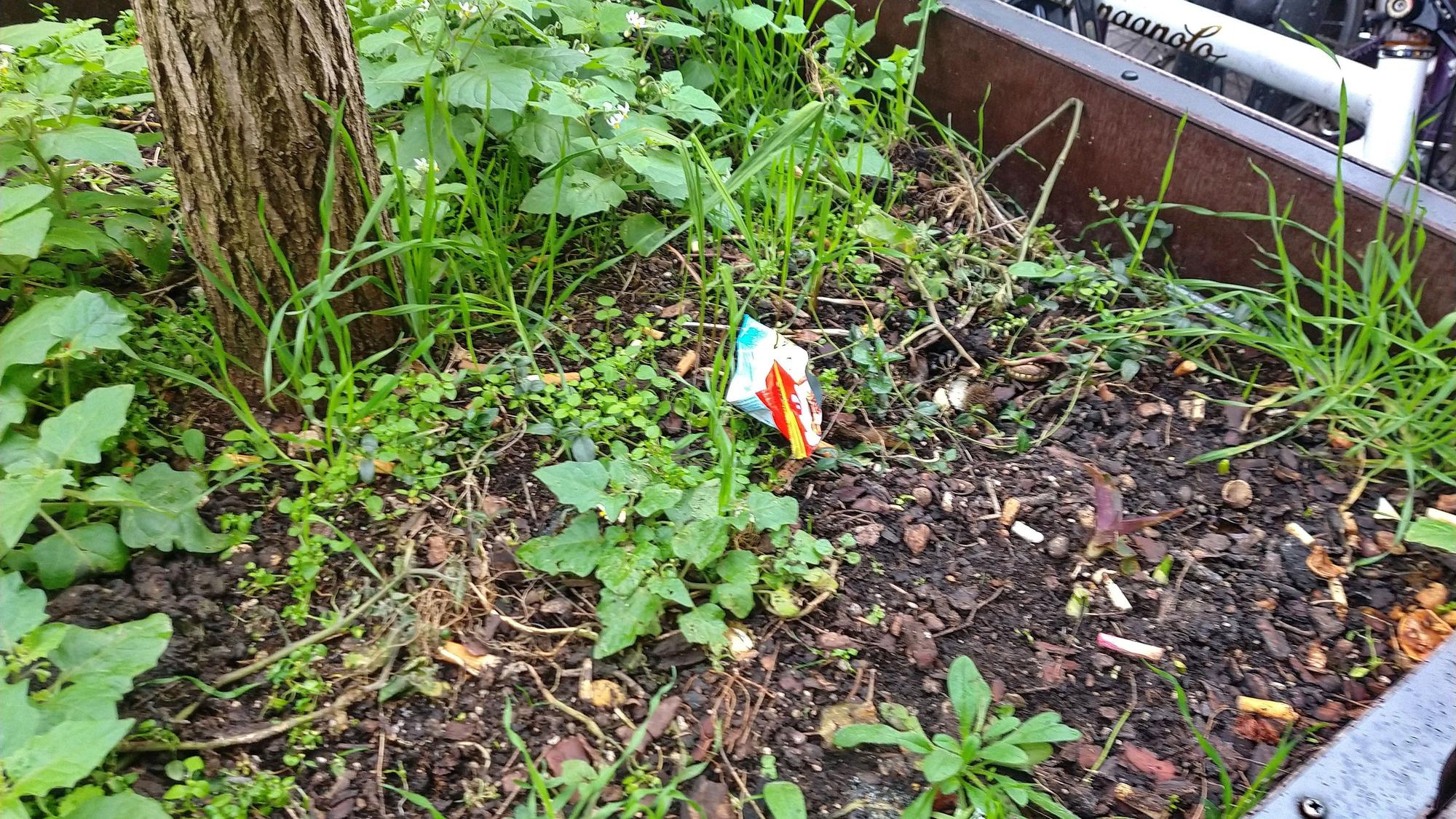 Immer wieder landen Zigarettenkippen und leere Verpackungen in den Pflanzkübeln.