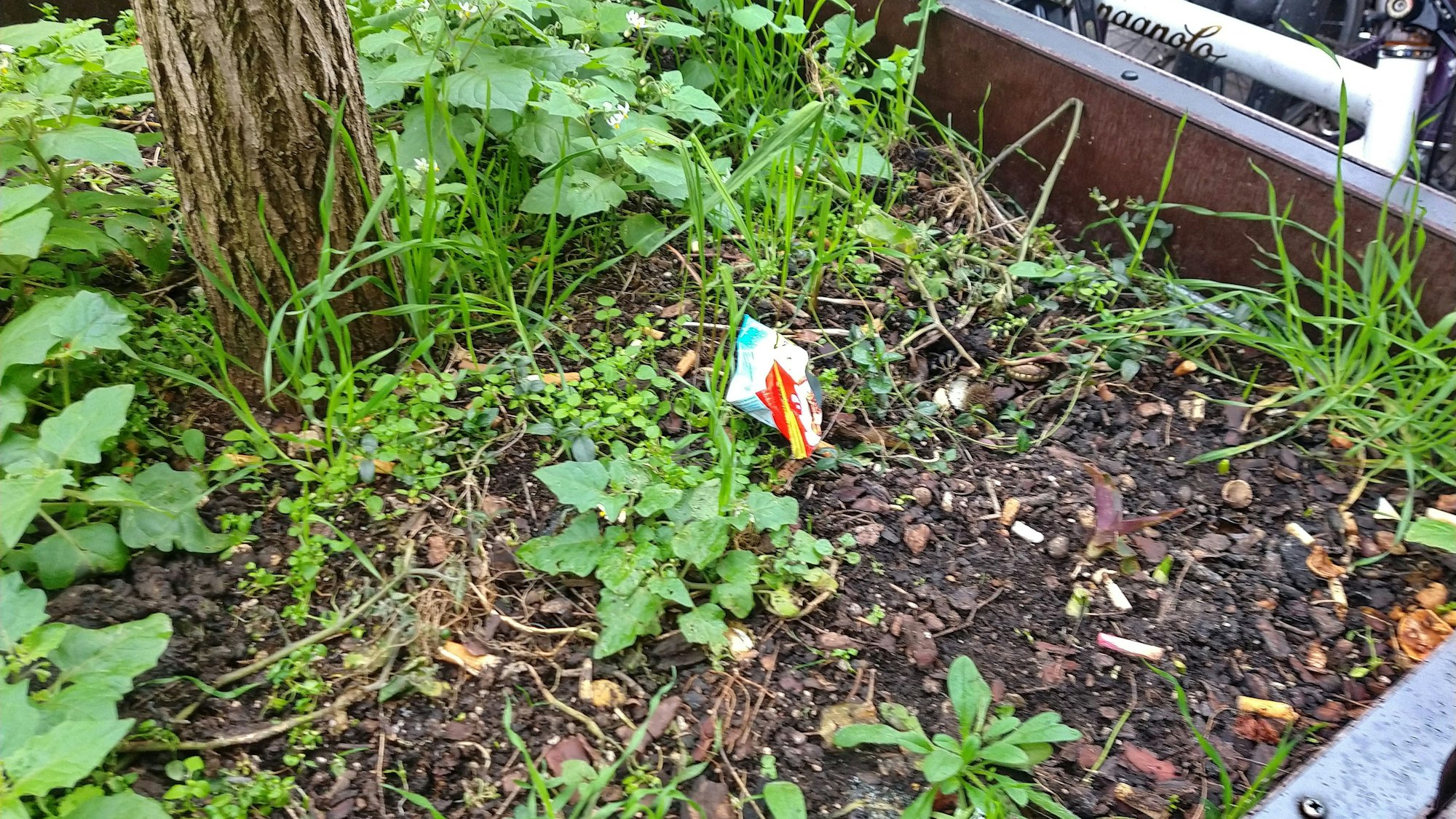 Immer wieder landen Zigarettenkippen und leere Verpackungen in den Pflanzkübeln.