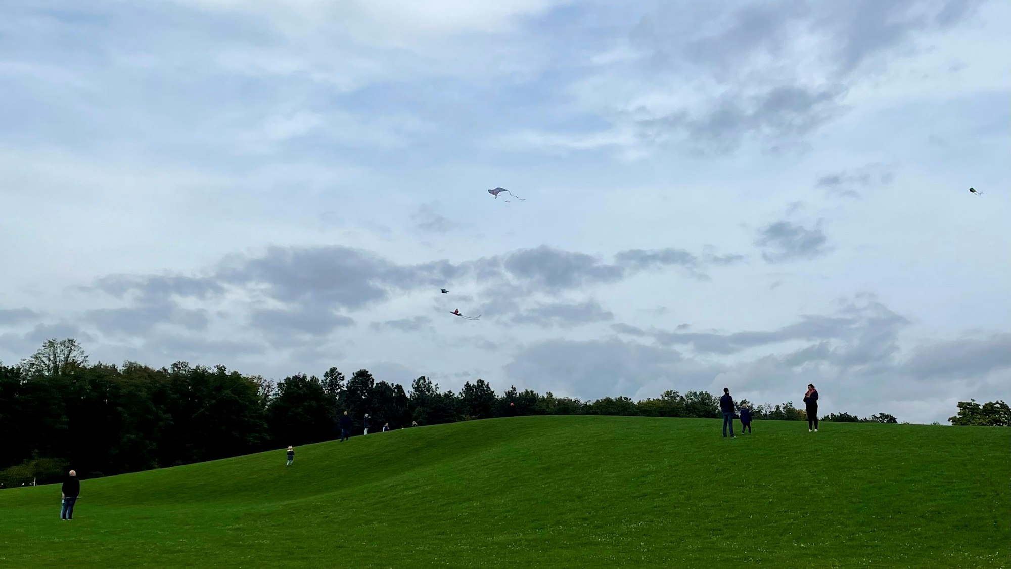 Drachen werden auf dem Hügel im Forstbotanischen Garten steigen gelassen. (Archivbild)
