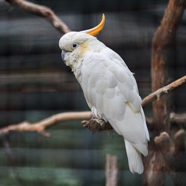 Ein Orangenhaubenkakadu sitzt in seiner Voliere im Zoo Leipzig (Symbolbild). In Australien ist ein Kakadu zur Berühmtheit geworden, der einen Monat lang in einem Supermarkt lebte.