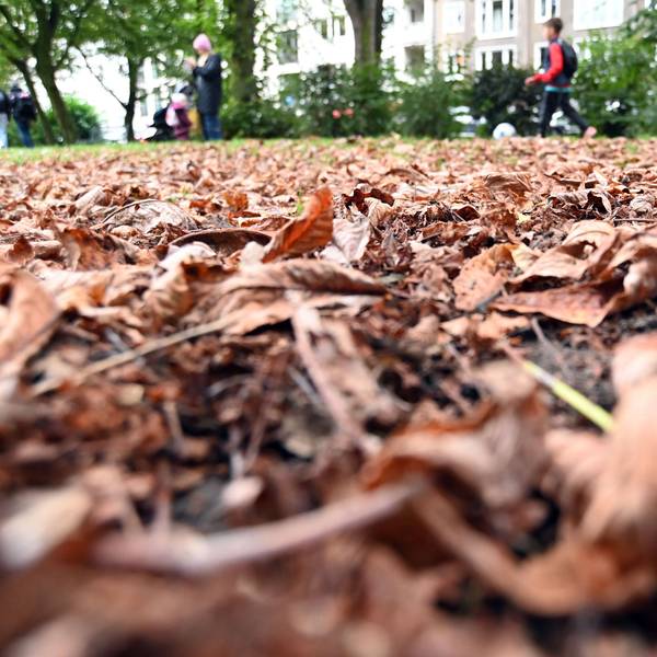 Das erste Herbstlaub des Jahres, gesehen im Römerpark.